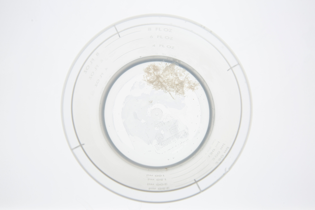 Durchsichtige Petrischale auf weißem Untergrund, darin kleine helle Gewebezellen